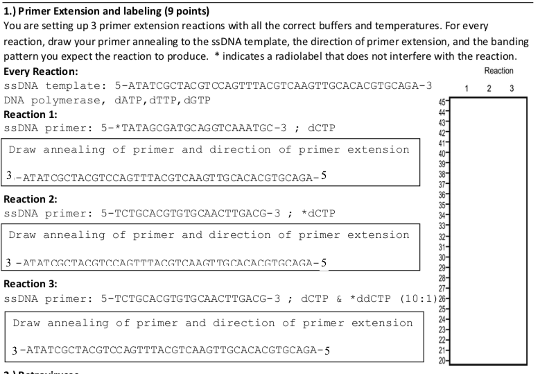 Solved 1.) Primer Extension and labeling (9 points) You are