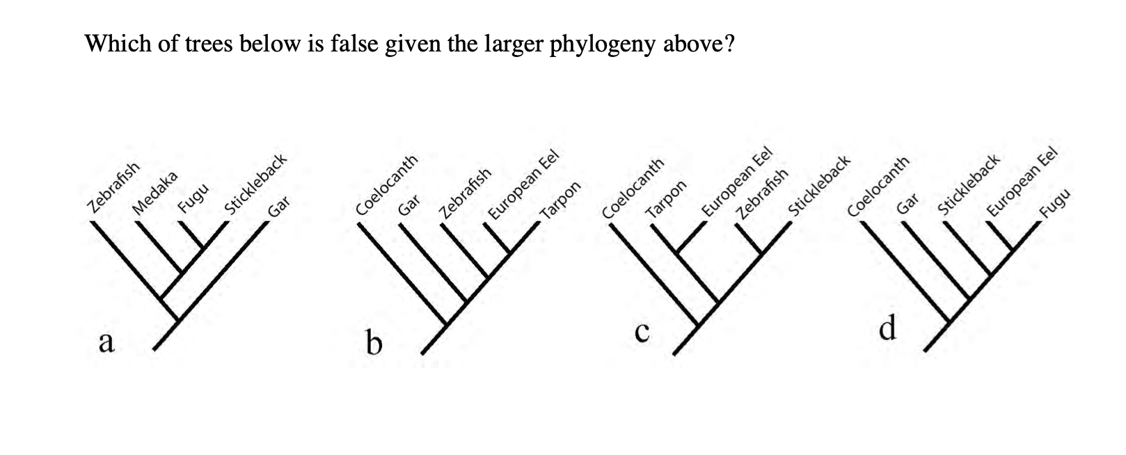 Solved Which of trees below is false given the larger | Chegg.com