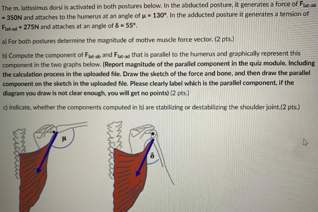 The m. latissimus dorsi is activated in both postures | Chegg.com