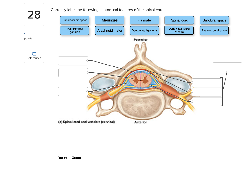 Solved Correctly label the following anatomical features of