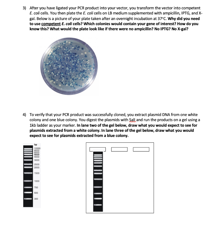 Solved 3) After you have ligated your PCR product into your | Chegg.com