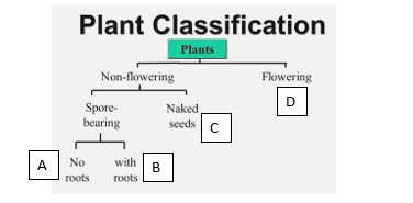 Solved Figure 3 illustrates one way of classifying plants. | Chegg.com