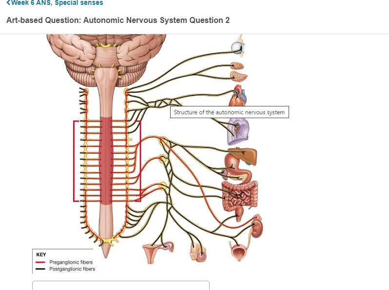 Solved: Which Part Of Autonomic Nervous System Is Represen... | Chegg.com