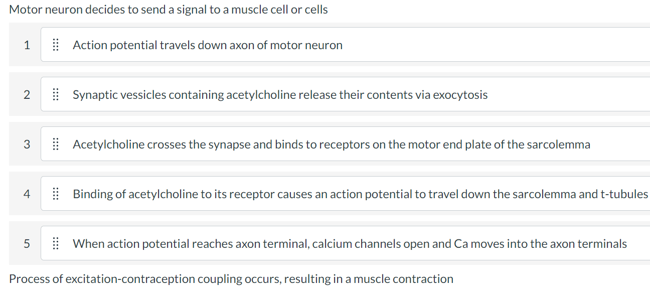 Solved Motor neuron decides to send a signal to a muscle | Chegg.com