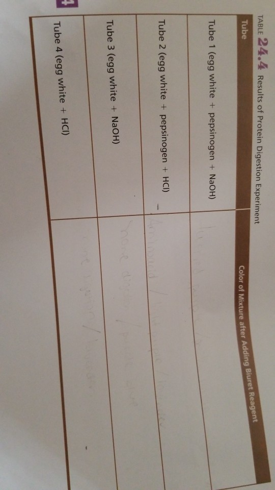 Solved TABLE 24.4 Results of Protein Digestion Experiment