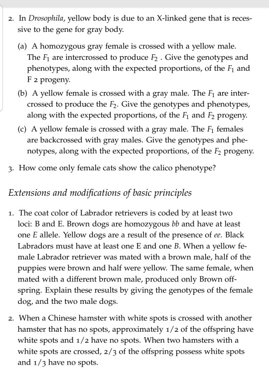 2. In Drosophila, yellow body is due to an Xlinked