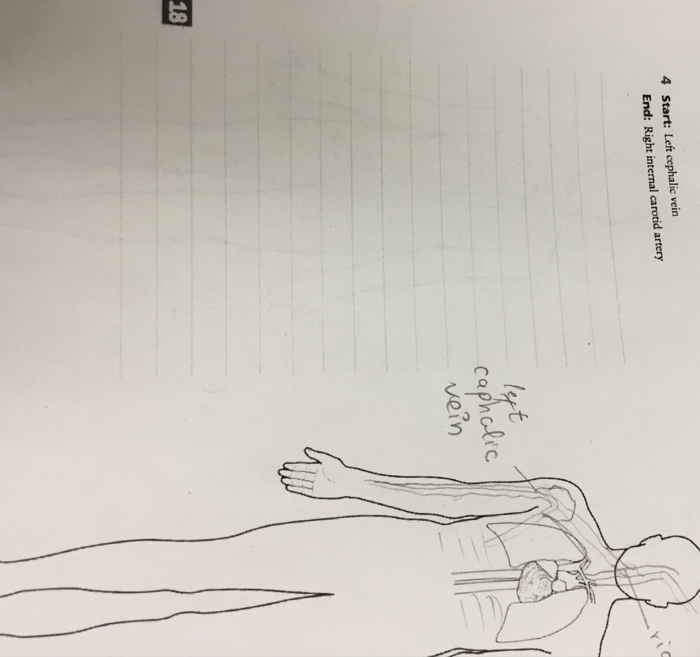Solved Procedure 1 Tracing Blood Flow Patterns Trace the