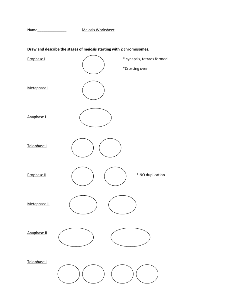 meiosis stages worksheet