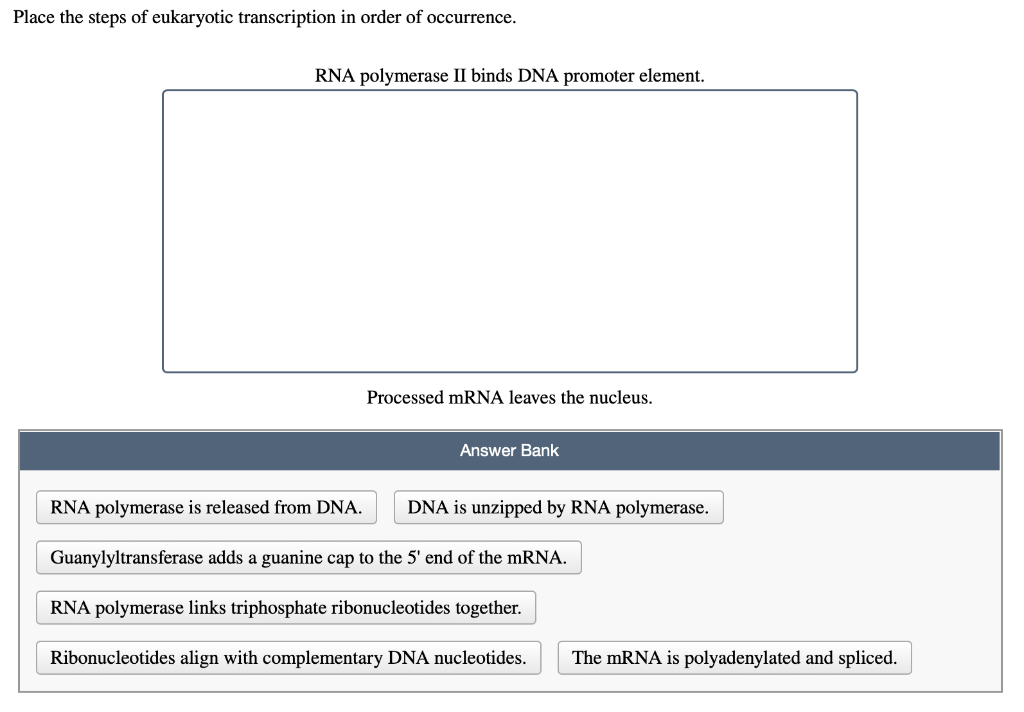 Solved: Place The Steps Of Eukaryotic Transcription In Ord... | Chegg.com
