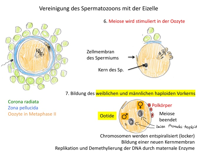 Frau meiose unterschied mann und Unterschiede der