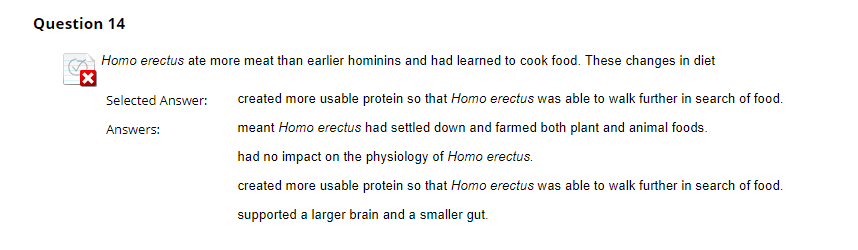 homo erectus food