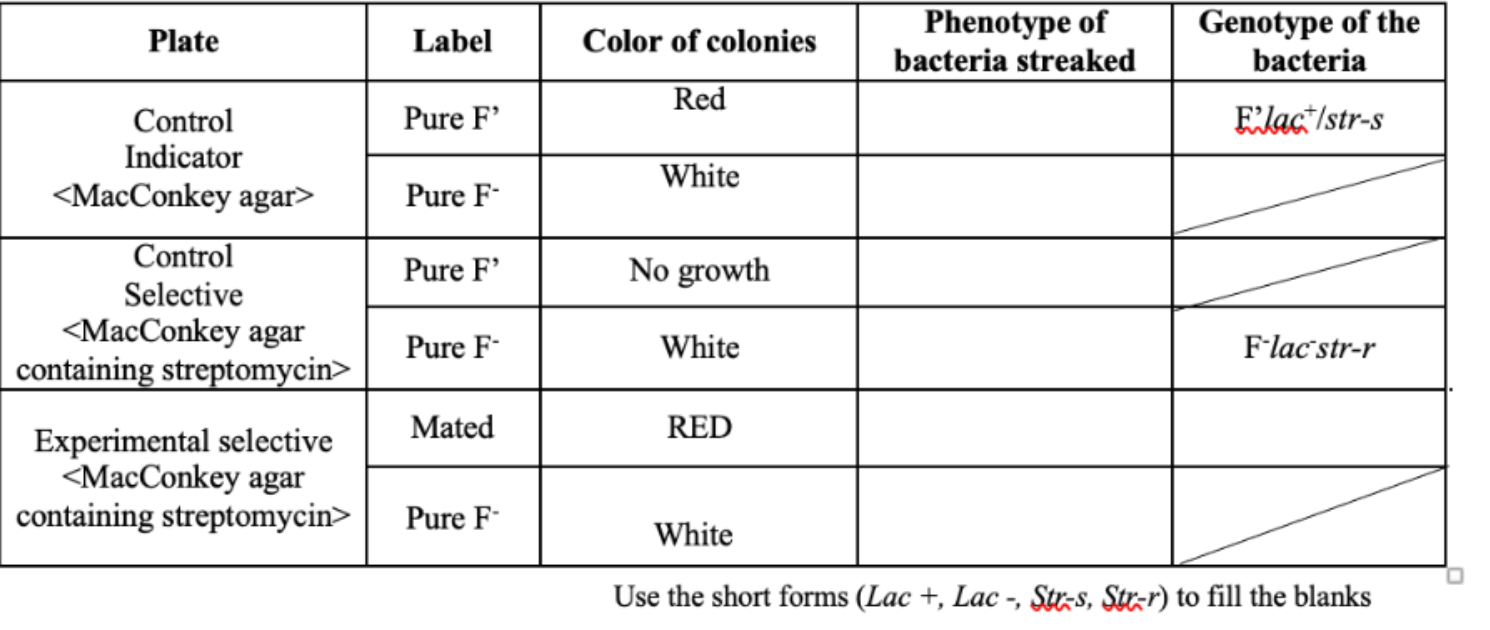 Solved Plate Label Color of colonies Phenotype of bacteria | Chegg.com
