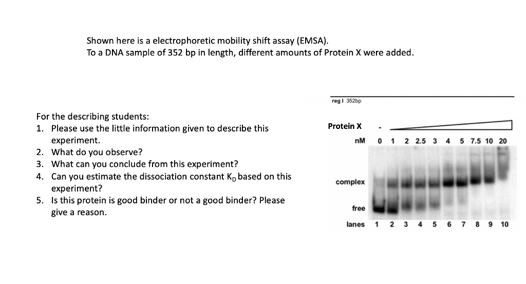 Solved Shown here is a electrophoretic mobility shift assay | Chegg.com