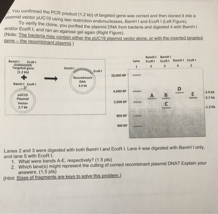Solved . You confirmed the PCR product (1.2 kb) of targeted | Chegg.com