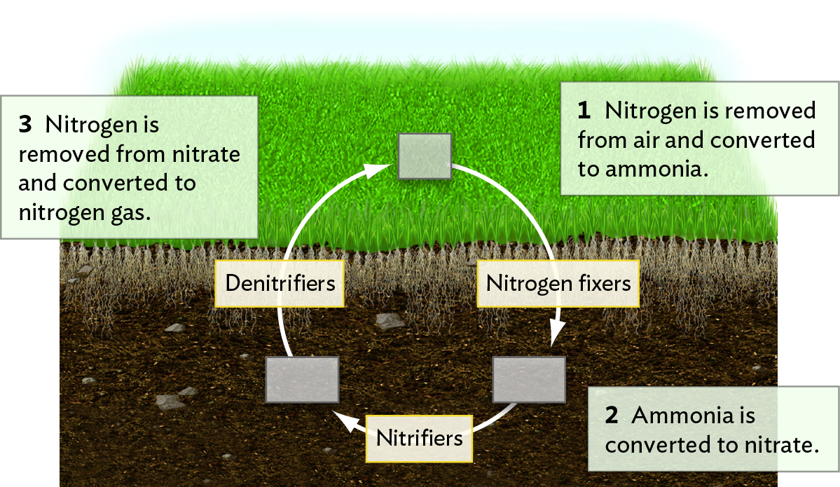 solved-place-the-steps-in-the-nitrogen-cycle-in-order-from-chegg