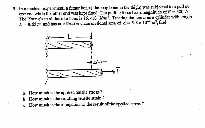 Solved 3. In a medical experiment, a femur bone the long | Chegg.com