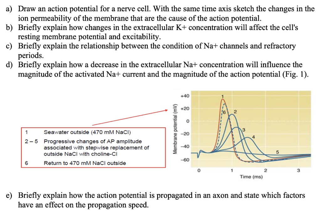 solved-a-draw-an-action-potential-for-a-nerve-cell-with-chegg