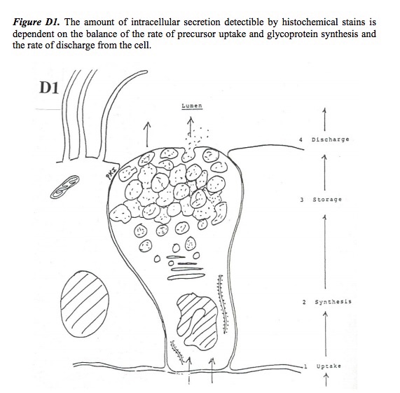 Solved Size or magnification: By knowing the size or | Chegg.com