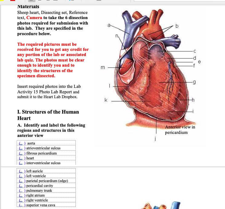 Solved Materials Sheep Heart Dissecting Set Reference Chegg