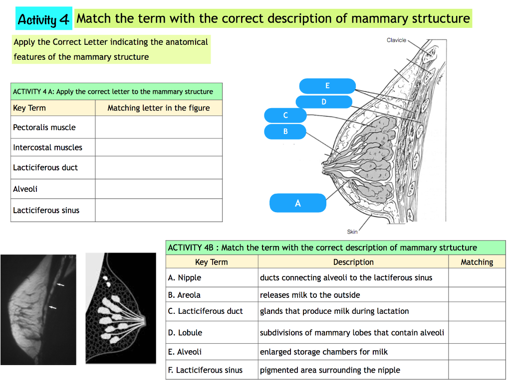 Using the key terms, correctly identify breast structures\ K