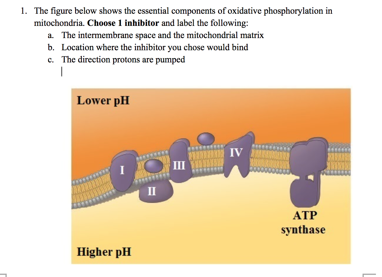 Oxidative Phosphorylation Mitochondria Biology Diagrams