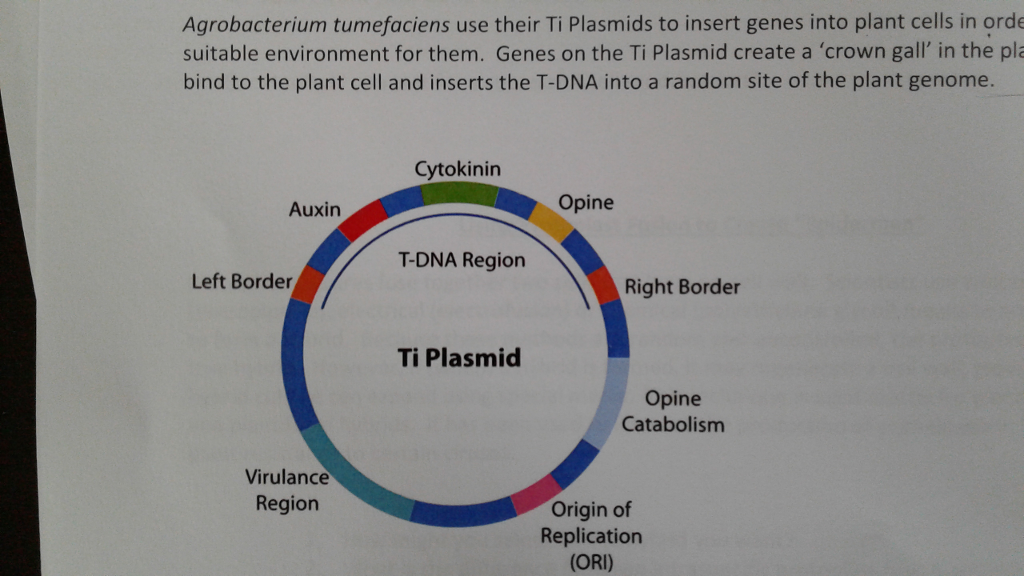 Ti Plasmid