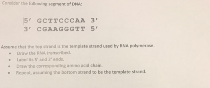 Solved Consider the following segment of DNA: 3' CGAAGGGTT 5 | Chegg.com