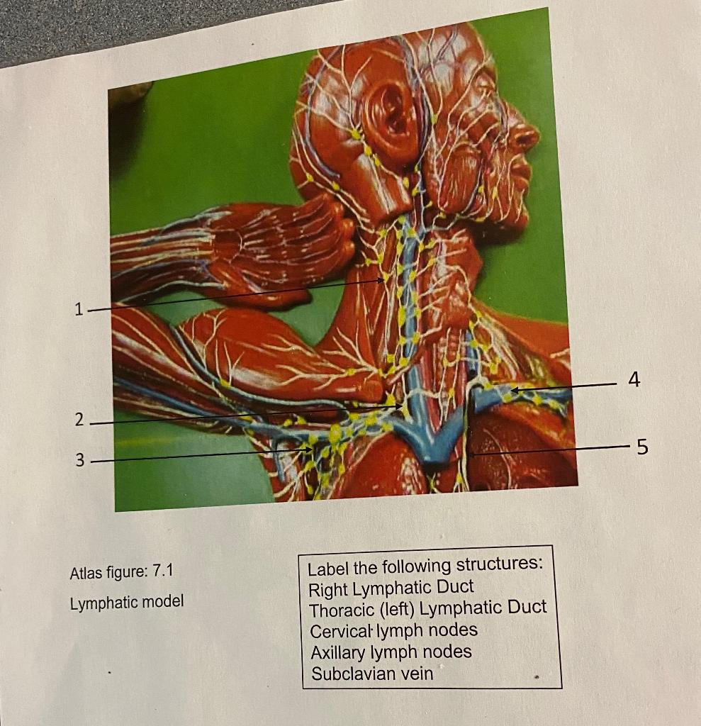 Solved 1. 2. 3. Atlas figure: 7.4 Lymphatic model Label the | Chegg.com