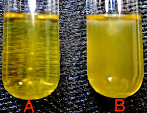 Solved Two different bacterial samples, A and B, were | Chegg.com