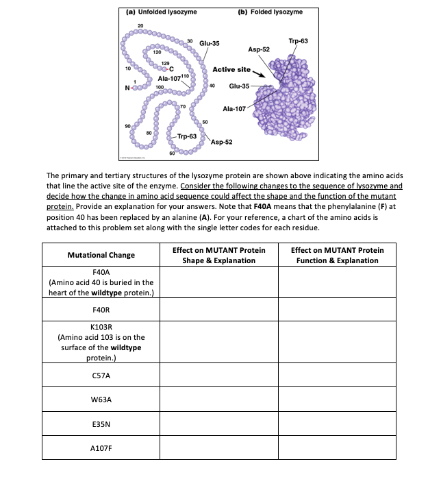 (a) Unfolded lysozyme (b) Folded lysozyme 20 Glu-35 | Chegg.com