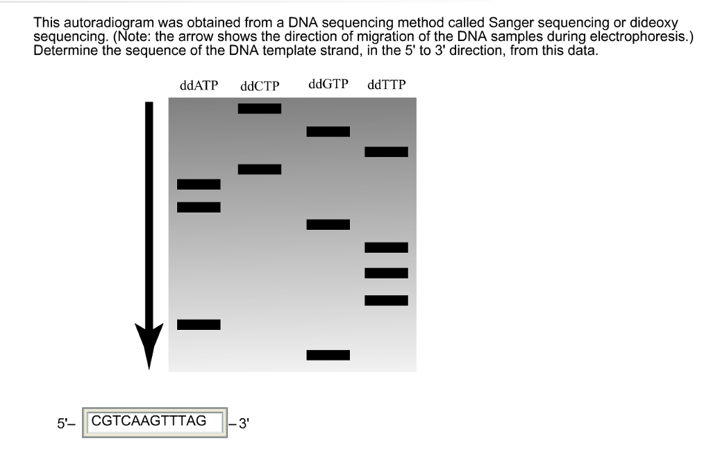 Solved This autoradiogram was obtained from a DNA sequencing