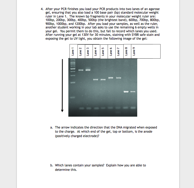 Solved 4. After your PCR finishes you load your PCR products | Chegg.com