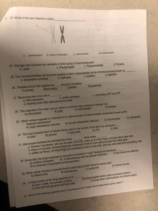 solved-2-23-what-is-the-part-labeled-x-called-a-centromere-chegg