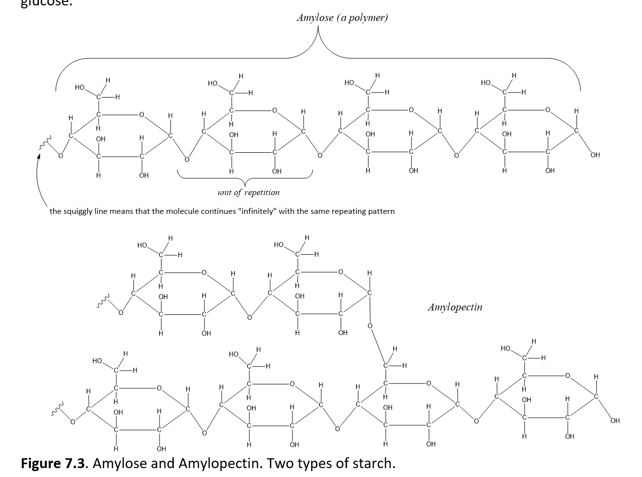 draw cartoon representations of amylose amylopectin and glycogen and jot a  few points about each 35472, image size:1304x968