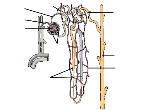 nephron structure