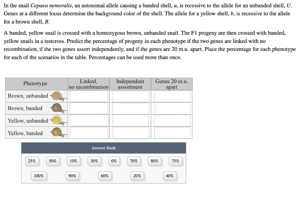 Solved In The Snail Cepaea Nemoralis, An Autosomal Allele | Chegg.com