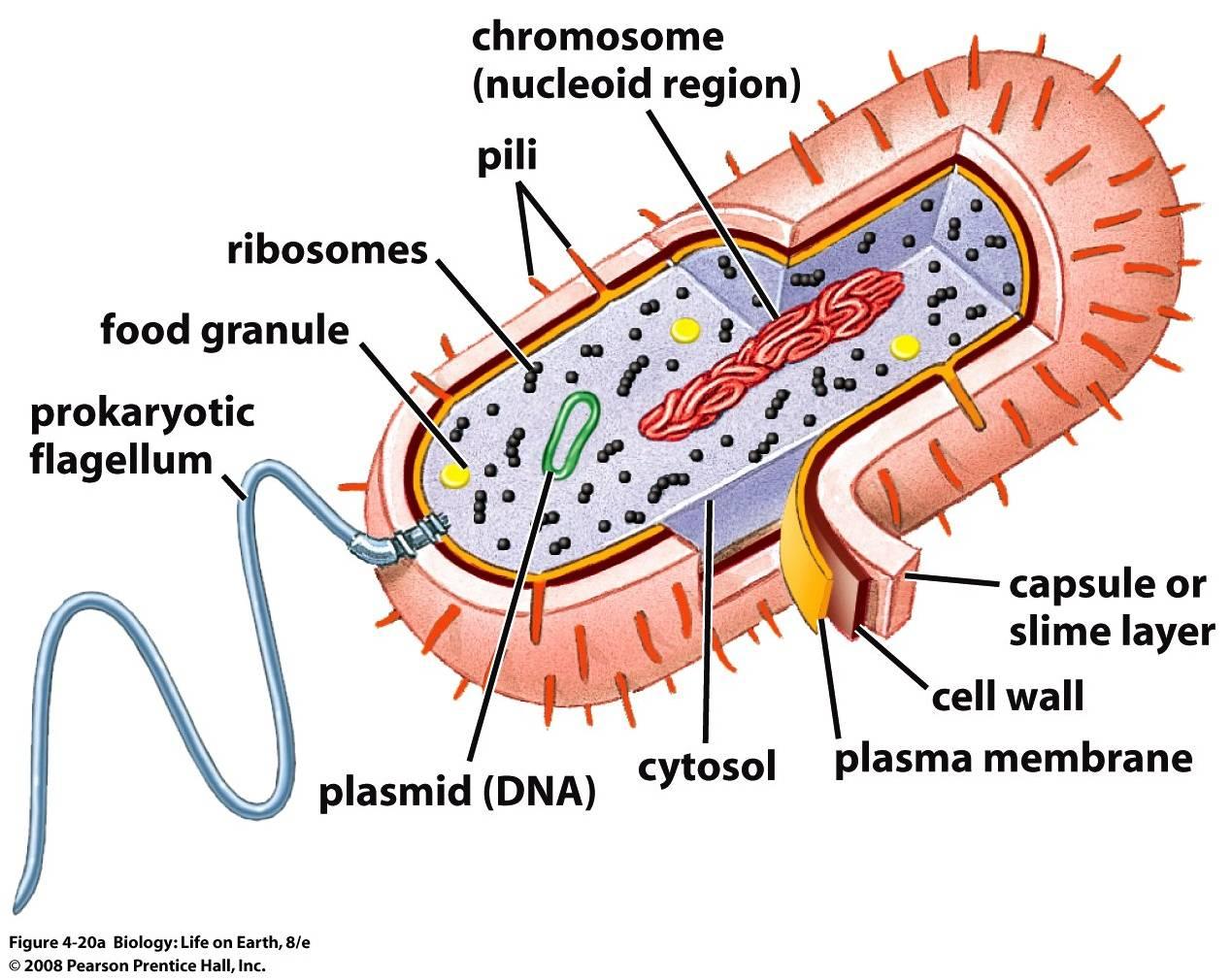 prokaryotic cell diagram unlabeled