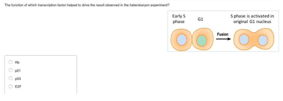 heterokaryon experiment