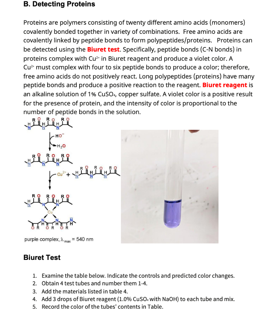 Solved B. Detecting Proteins Proteins Are Polymers | Chegg.com