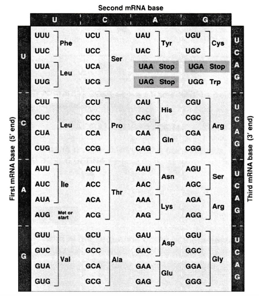 Solved Look at the strand of DNA below and answer the | Chegg.com