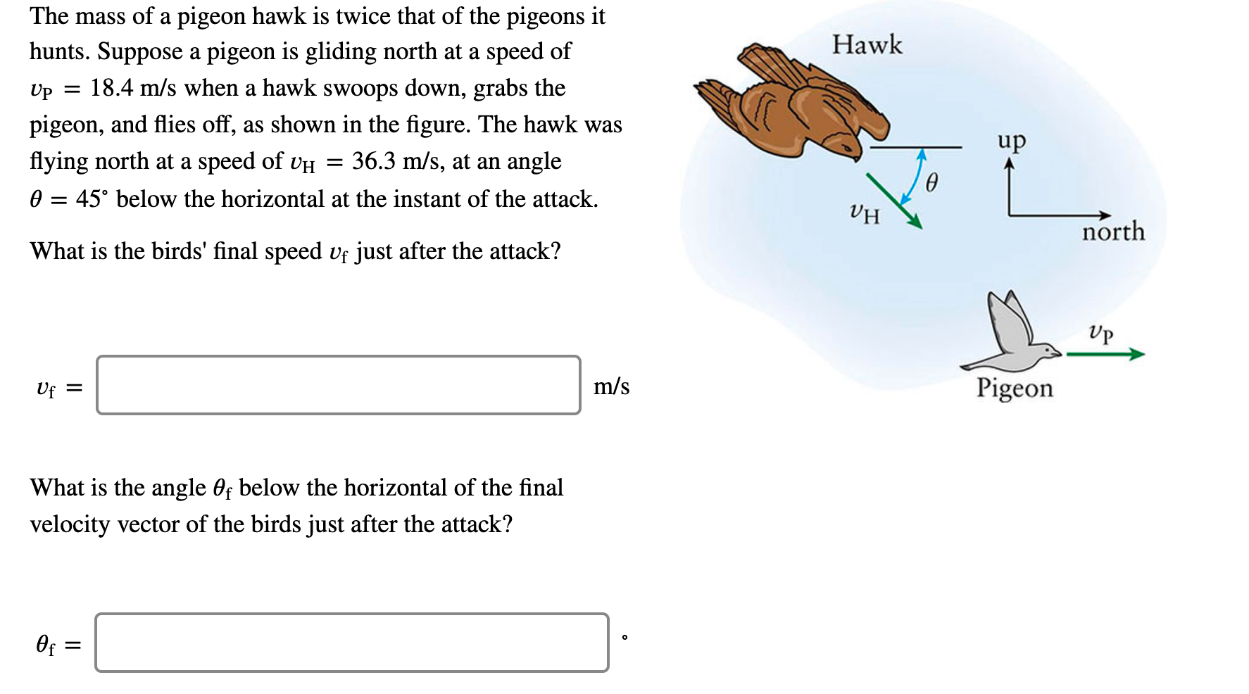 Solved Hawk The mass of a pigeon hawk is twice that of the | Chegg.com
