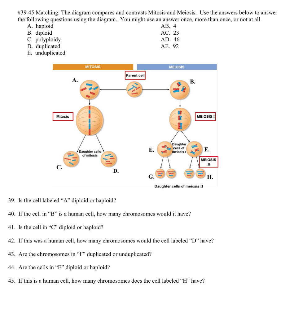 Compare And Contrast Mitosis And Meiosis Chart