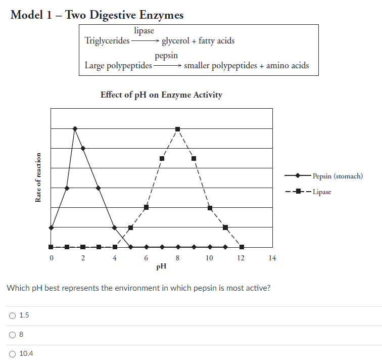 Solved Model 1 Two Digestive Enzymes lipase Triglycerides