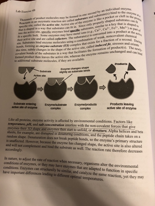 Solved EXERCISE 4B ENZYMES Functional and Structural