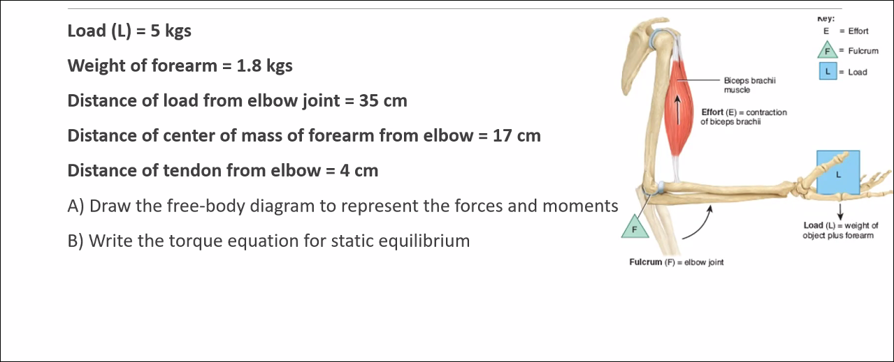 Solved ney: E = Effort F = Fulcrum L = Load Biceps brachii | Chegg.com