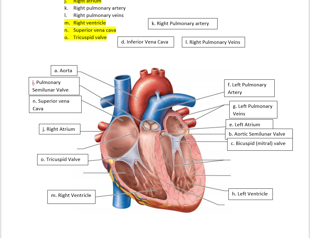 Right atrium
k. Right pulmonary artery
1. Right pulmonary veins
m. Right ventricle
k. Right Pulmonary artery
n. Superior vena
