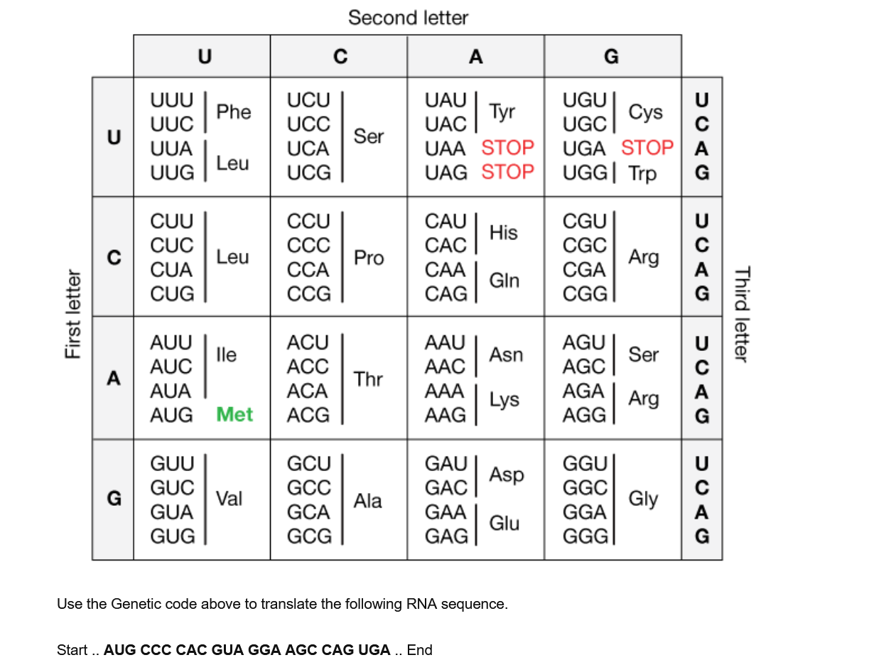 Solved Second letter U с A G Phe UUU UUC UUA UUG UCU UCC UCA | Chegg.com