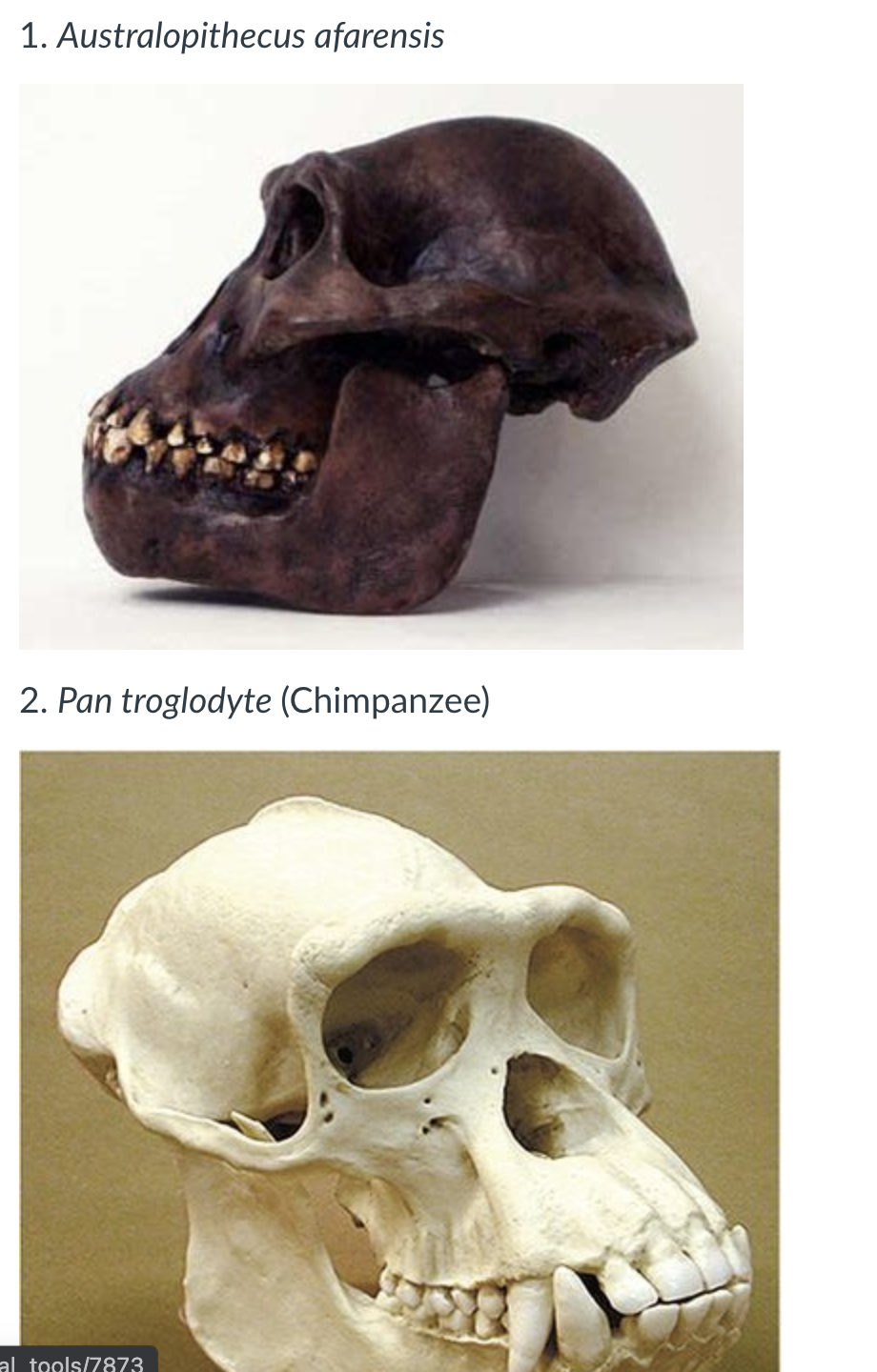 australopithecus afarensis tools