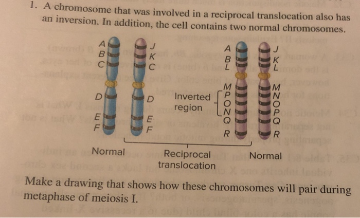 Solved 1. A chromosome that was involved in a reciprocal | Chegg.com