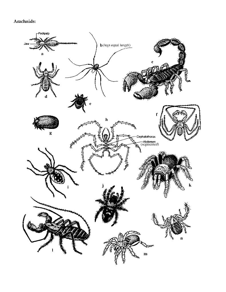 Solved Using Dichotomous Keys to identify Arachnids and